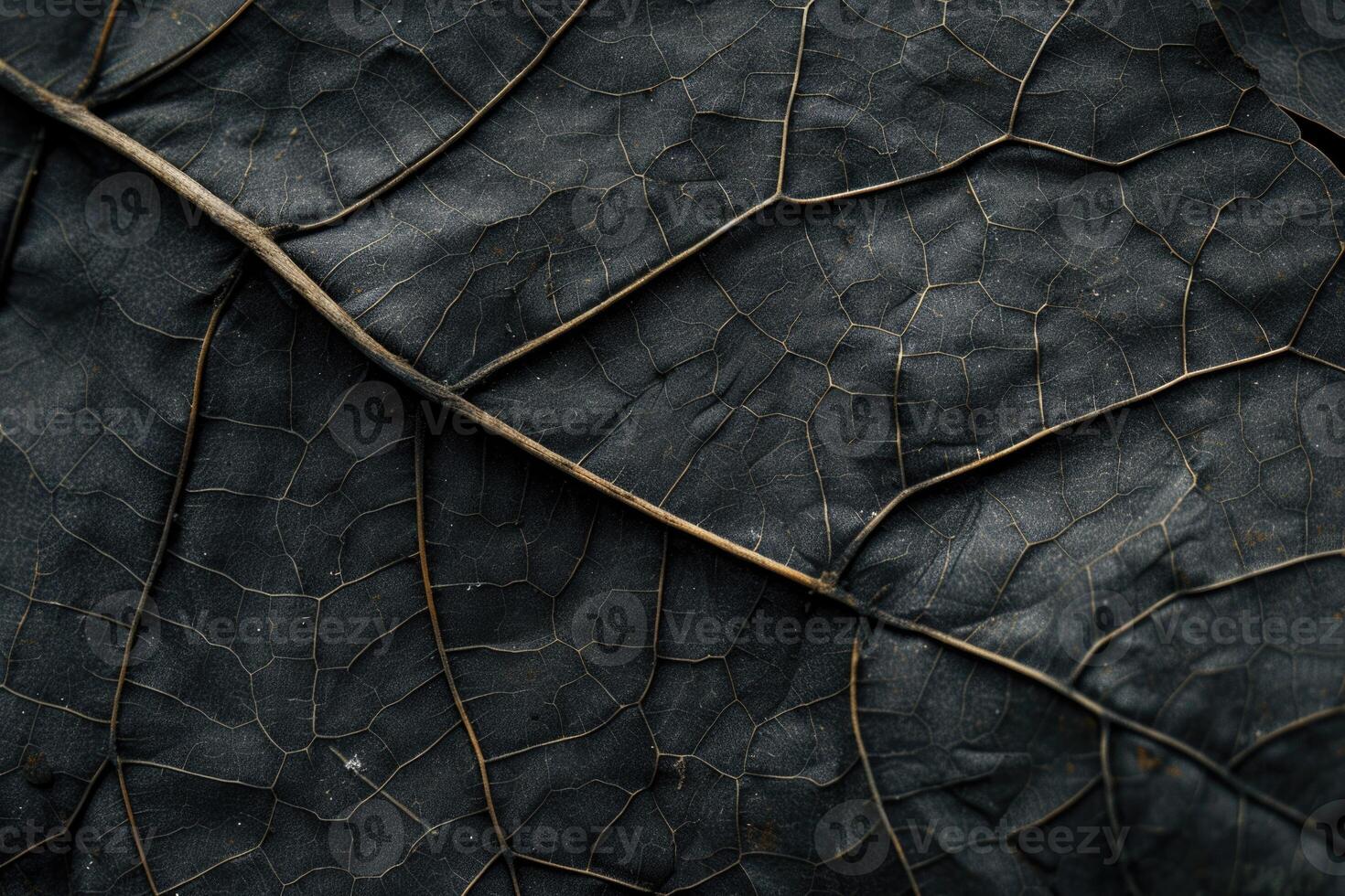 Fiber structure of dry leaves for creative design. photo
