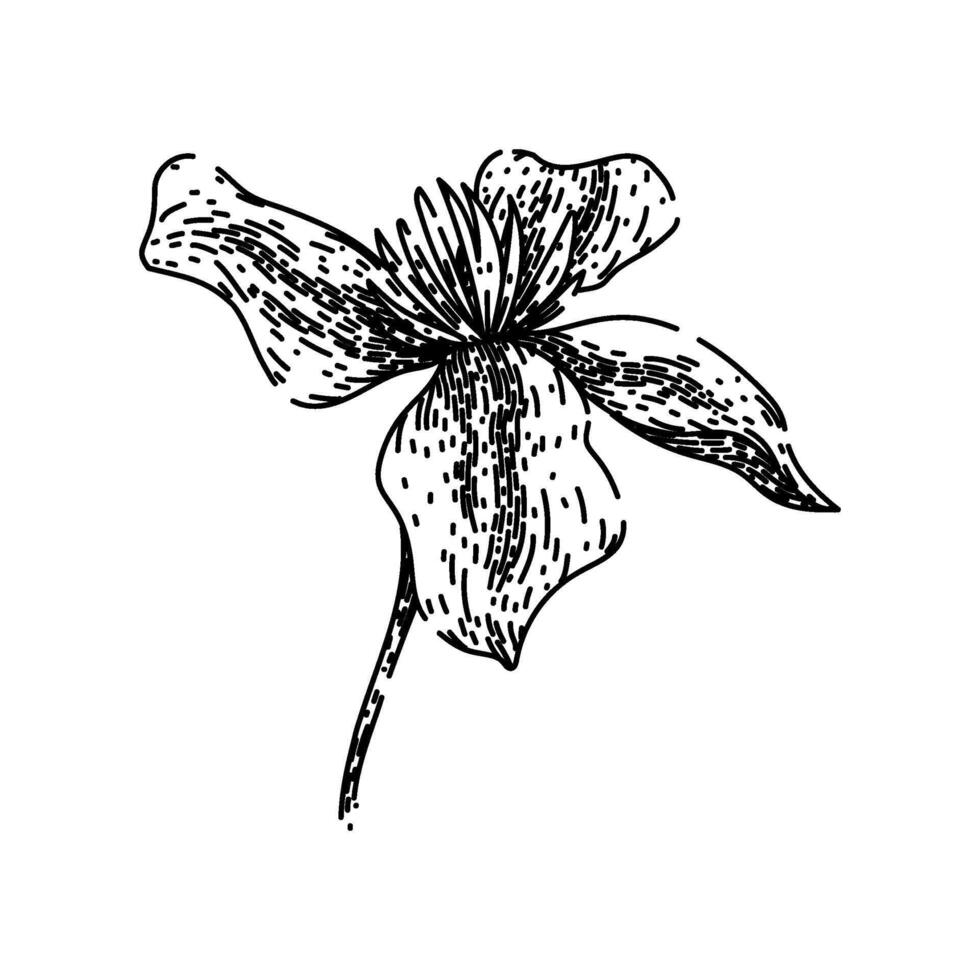 pink clematis sketch hand drawn vector