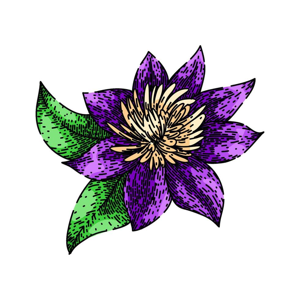 vine clematis sketch hand drawn vector