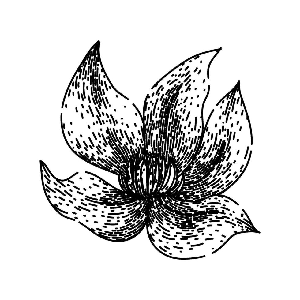 blue clematis sketch hand drawn vector