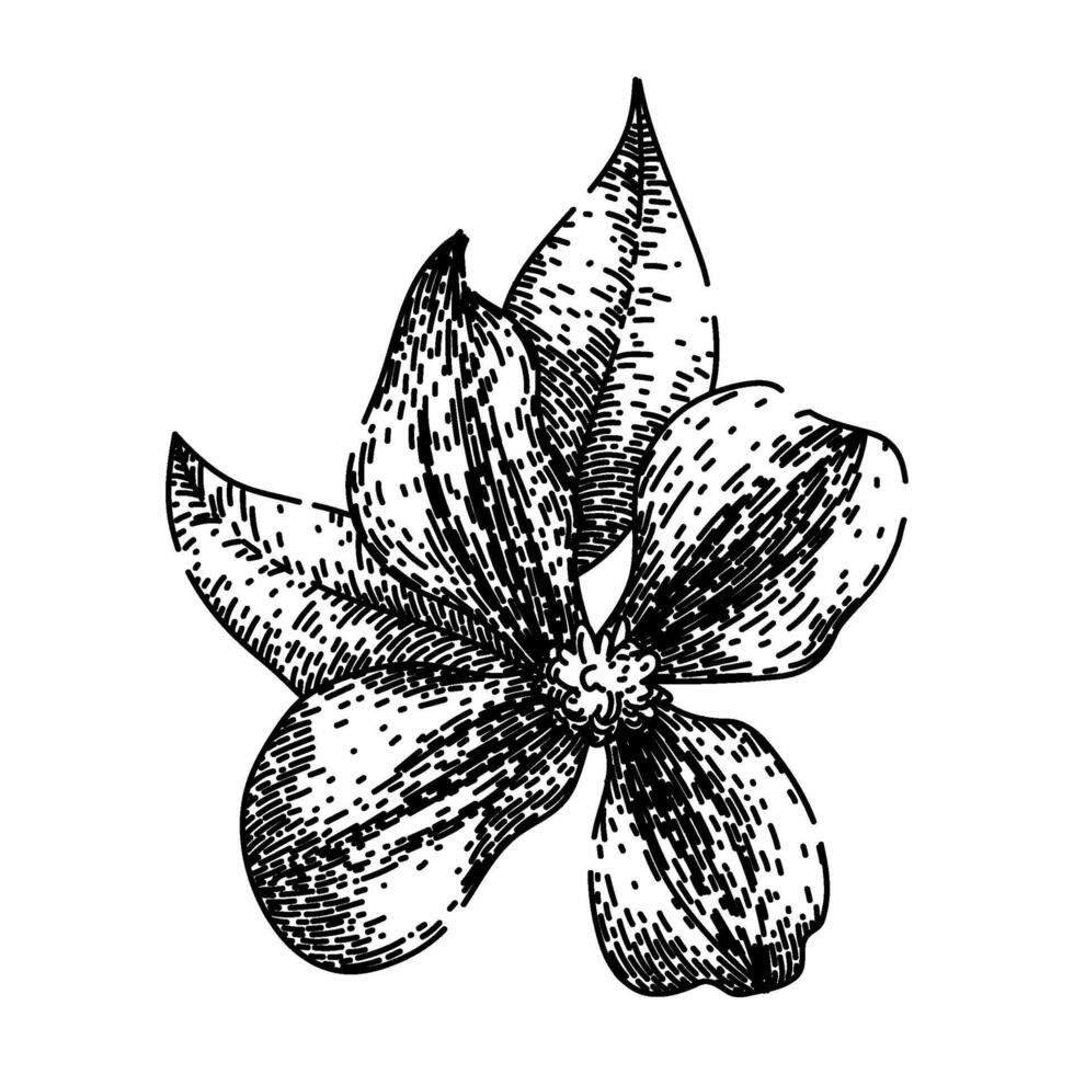 purple clematis sketch hand drawn vector