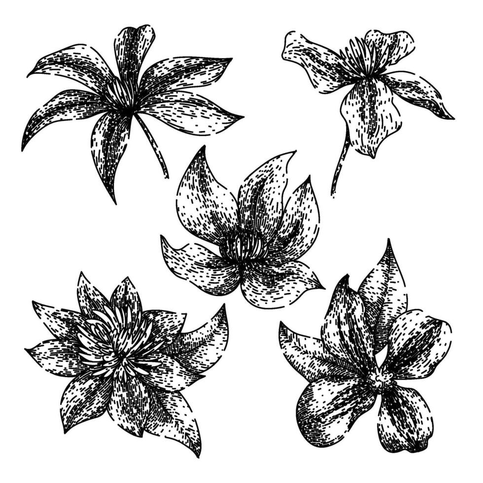 clematis set sketch hand drawn vector