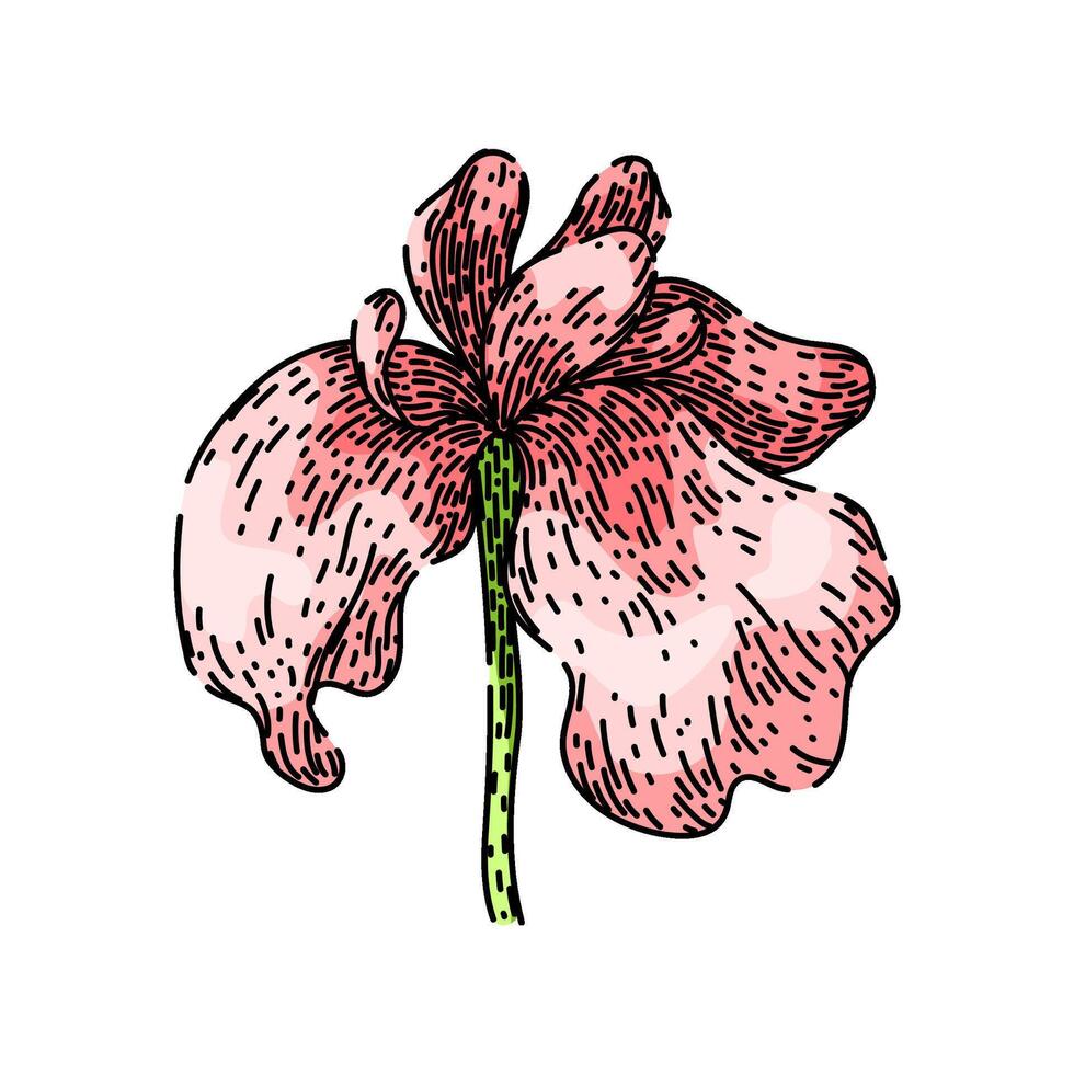 purple iris sketch hand drawn vector