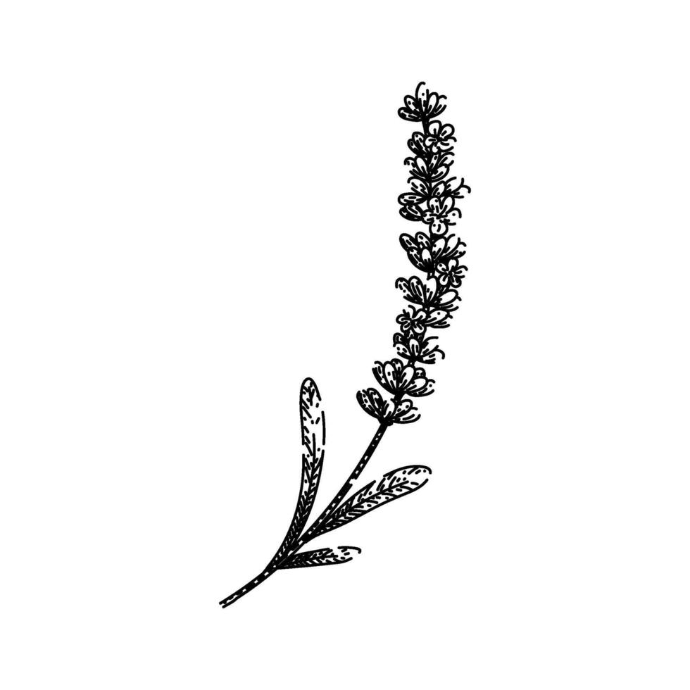 flower lavender sketch hand drawn vector