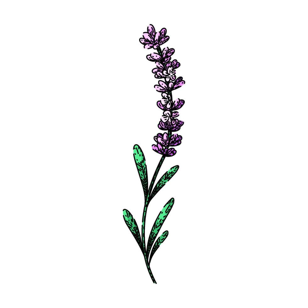purple lavender sketch hand drawn vector