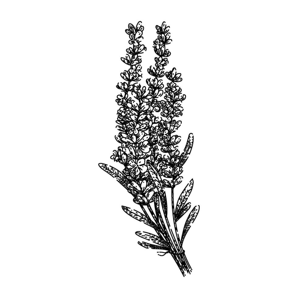 herb lavender sketch hand drawn vector