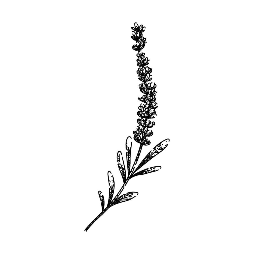 scent lavender sketch hand drawn vector