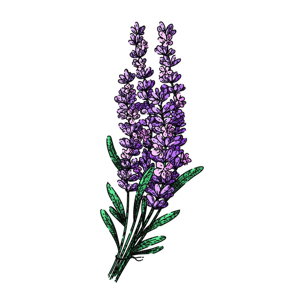 hierba lavanda bosquejo mano dibujado vector