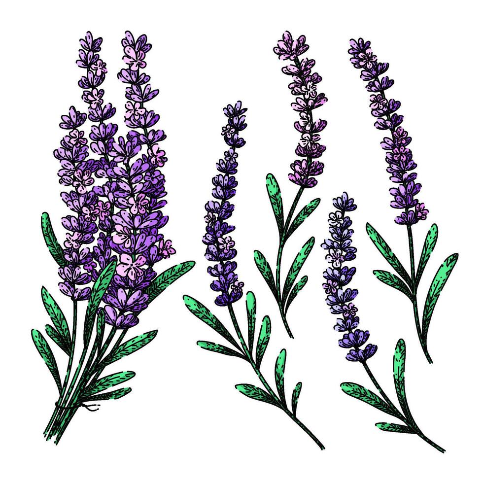 lavender set sketch hand drawn vector