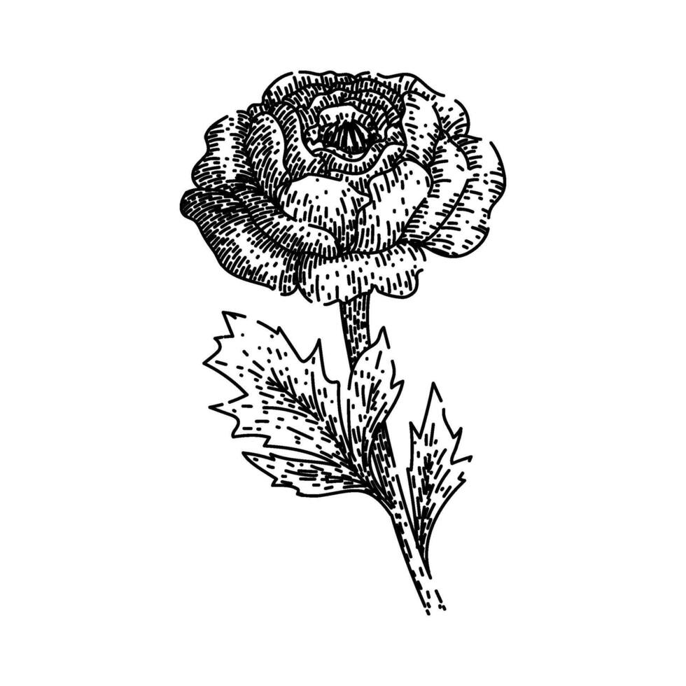 blooms ranunculus sketch hand drawn vector