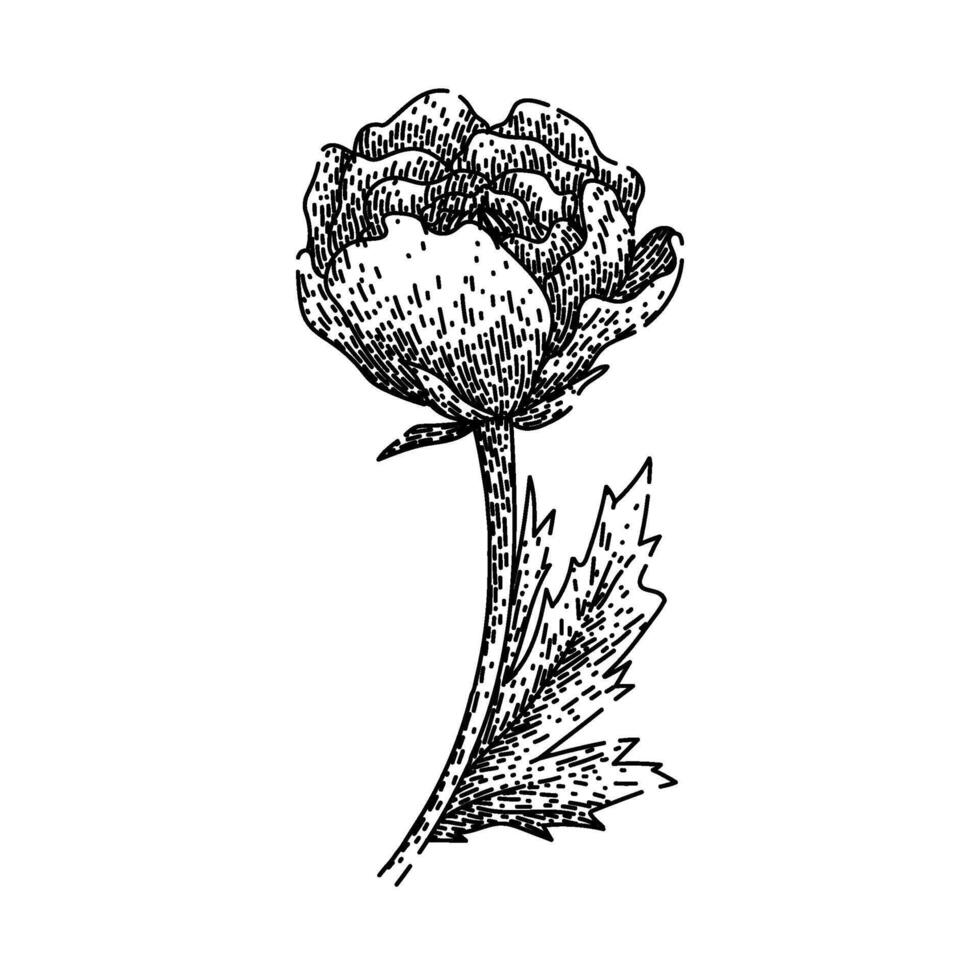 petals ranunculus sketch hand drawn vector