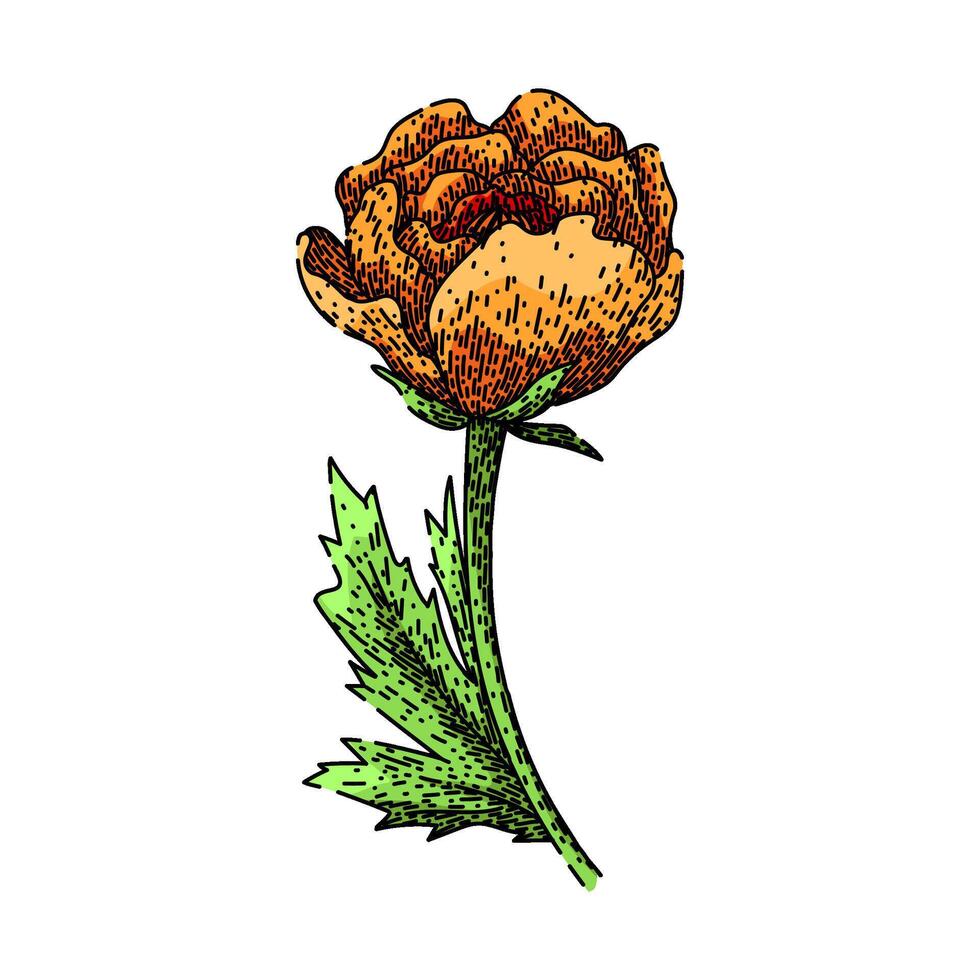 petals ranunculus sketch hand drawn vector