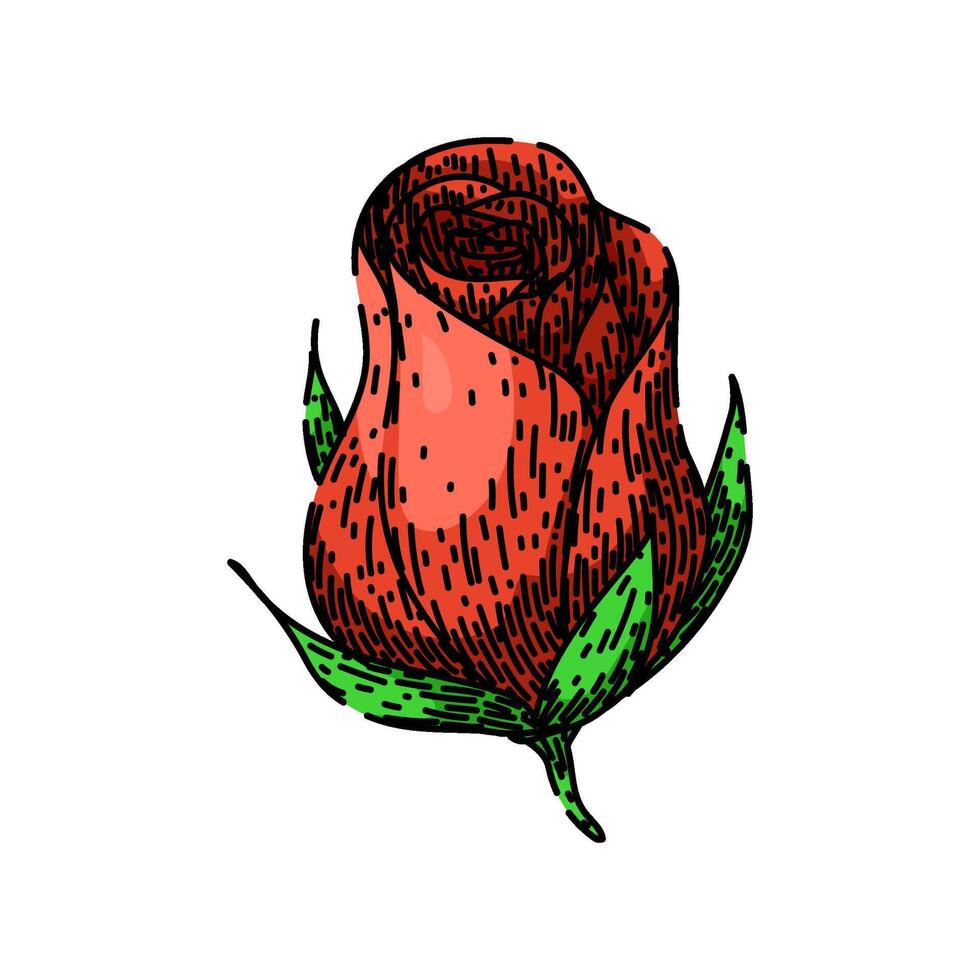 petals rose sketch hand drawn vector