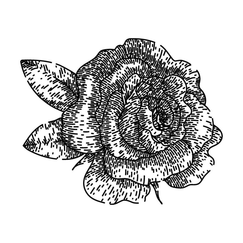 fragrance rose sketch hand drawn vector