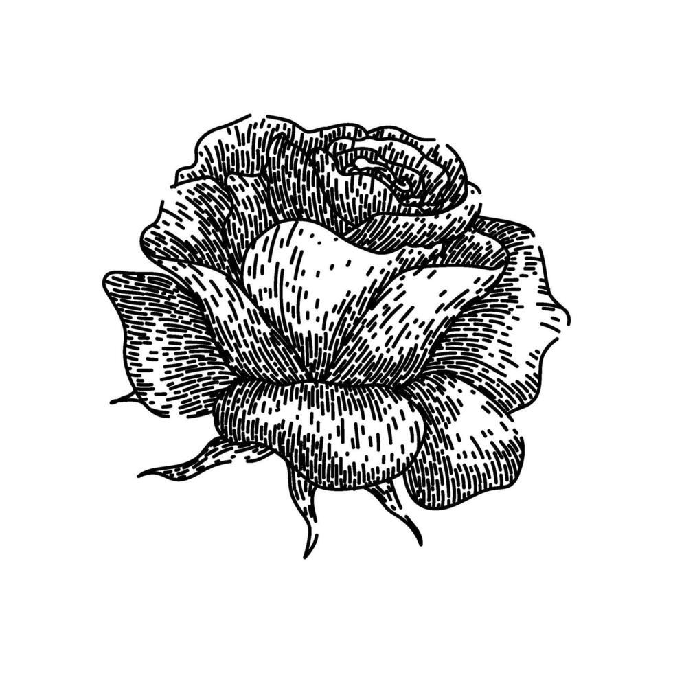 thorns rose sketch hand drawn vector