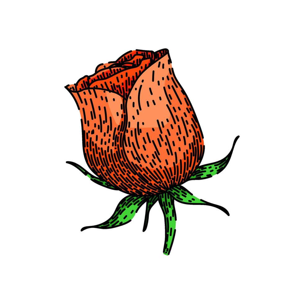 garden rose sketch hand drawn vector