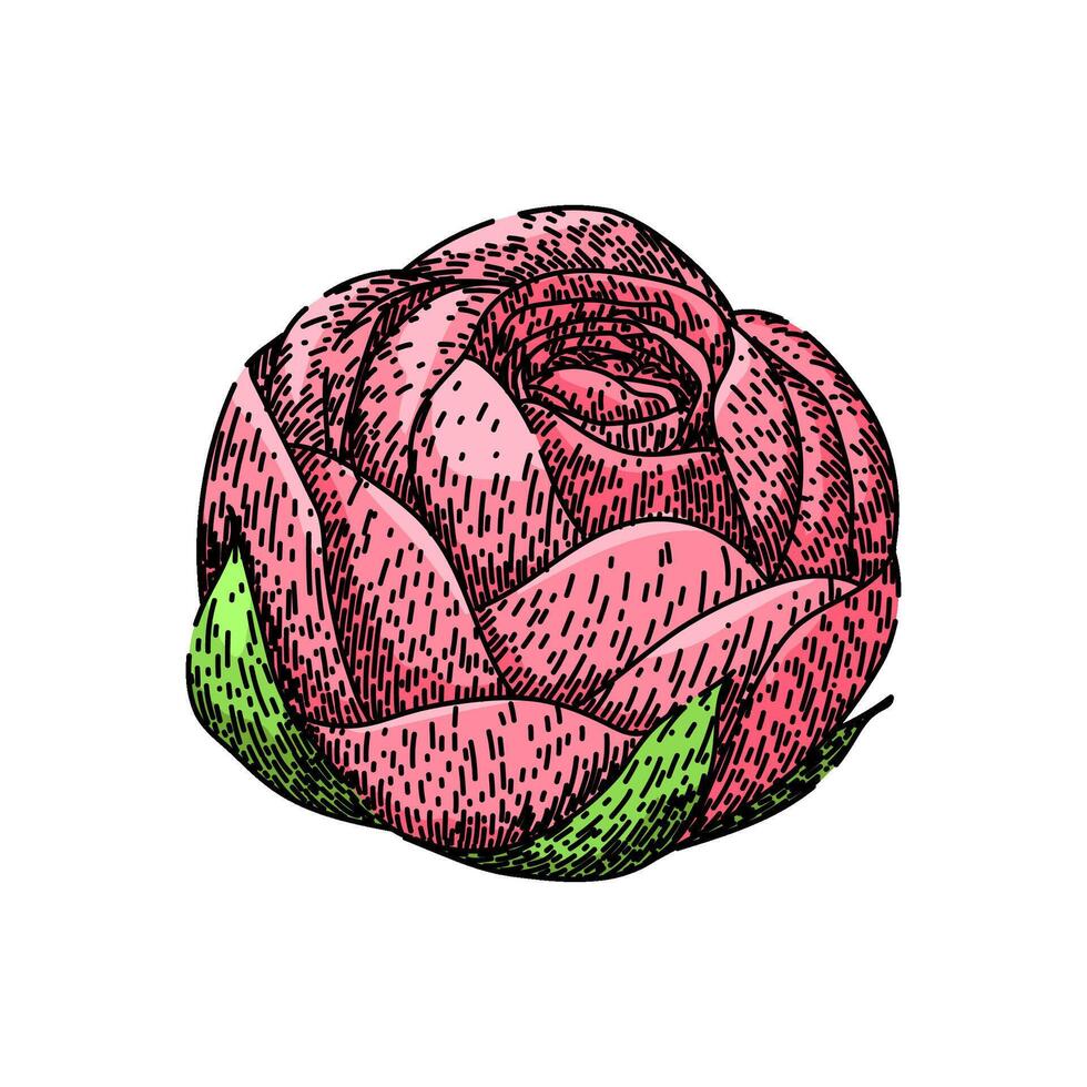 colors ranunculus sketch hand drawn vector