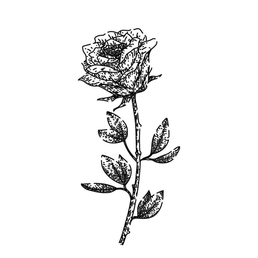 beauty rose sketch hand drawn vector