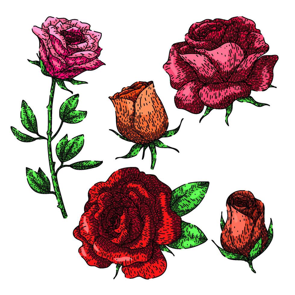 Rosa conjunto bosquejo mano dibujado vector