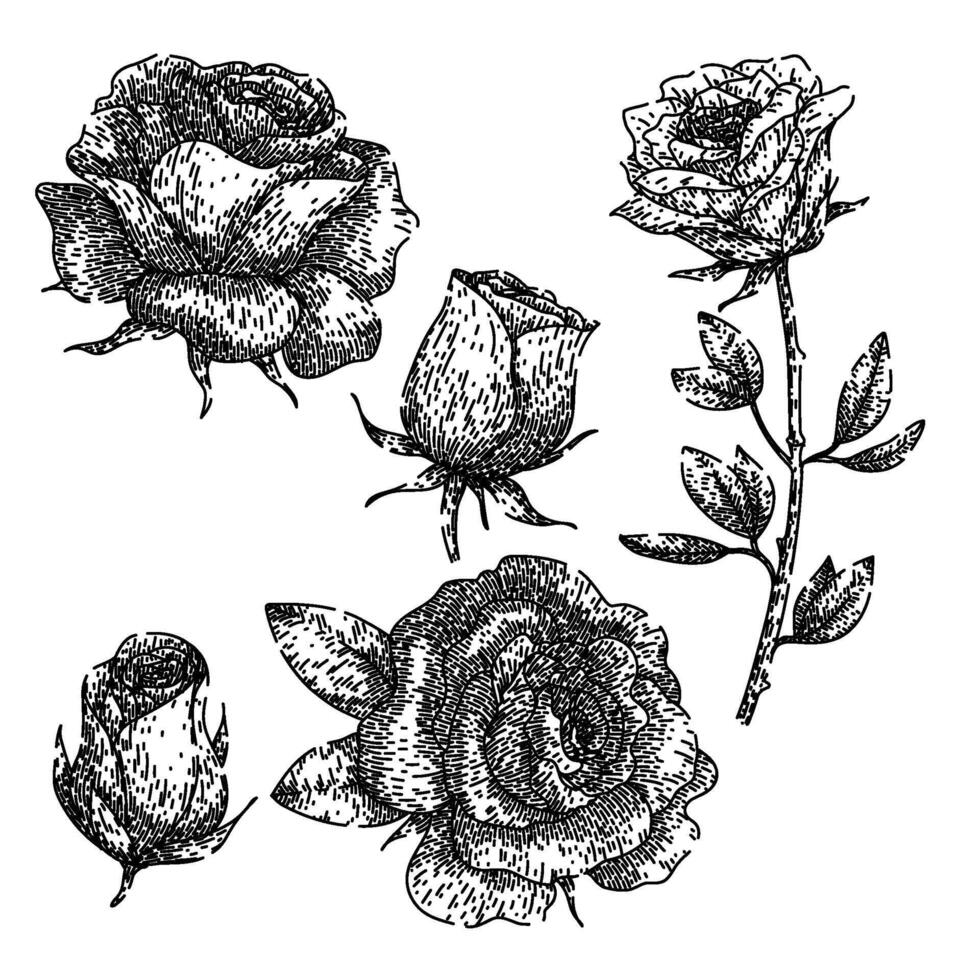 rose set sketch hand drawn vector