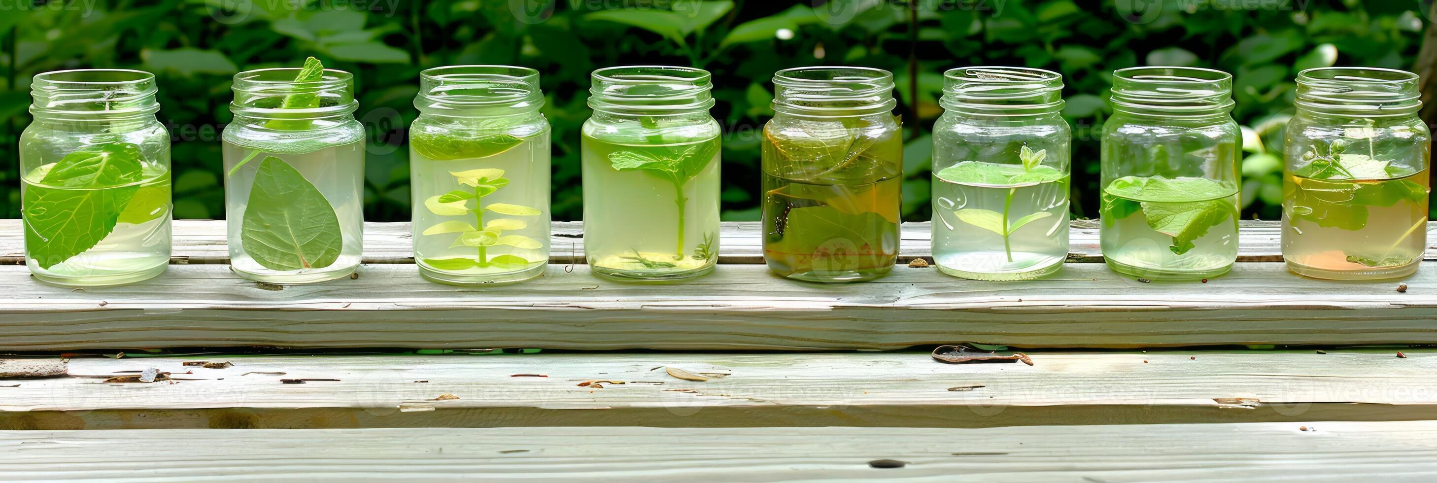 Line of glass jars with herbal infusions on a wooden surface outdoors. Homeopathic natural tinctures. Herbal tincture and natural remedy concept with copy space photo