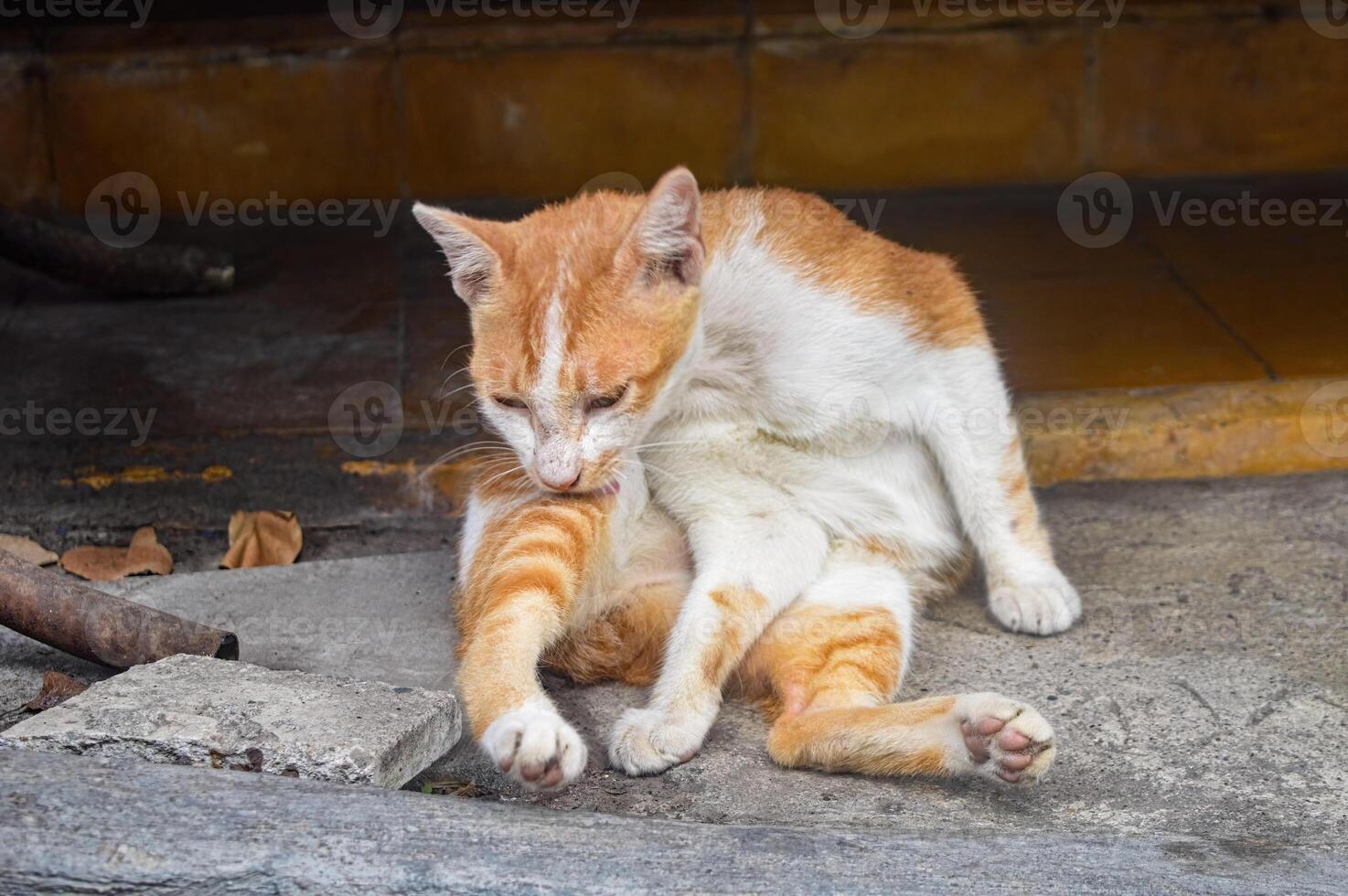 an orange cat or ginger cat or marmalade cat or tabby cat who is self-grooming photo