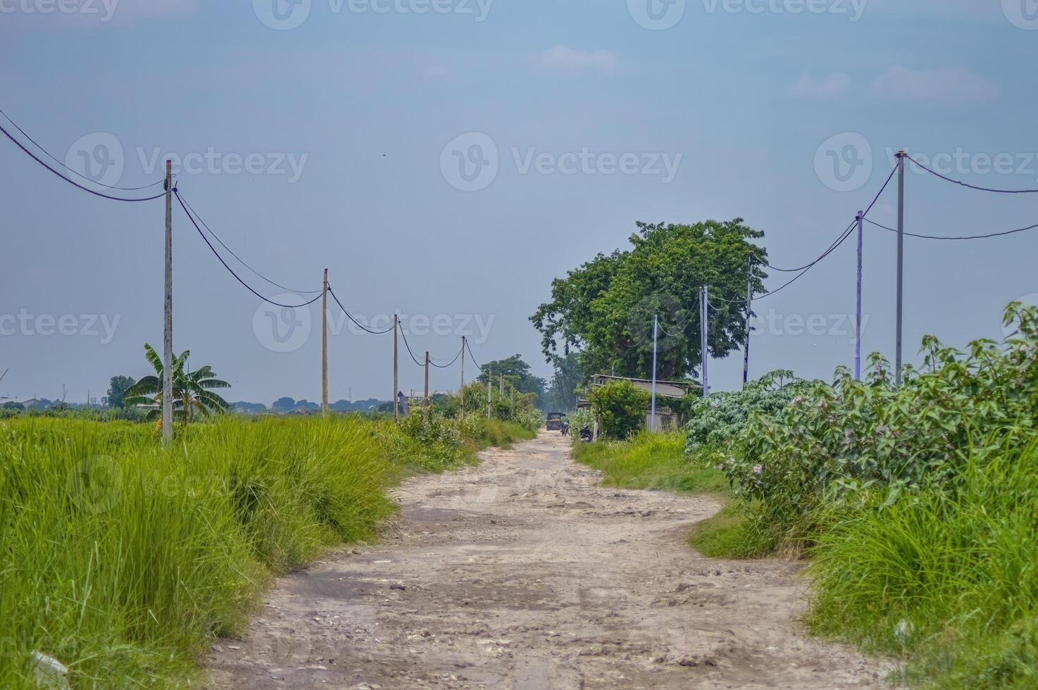 a broken and bumpy dirt highway with tall grass around it photo