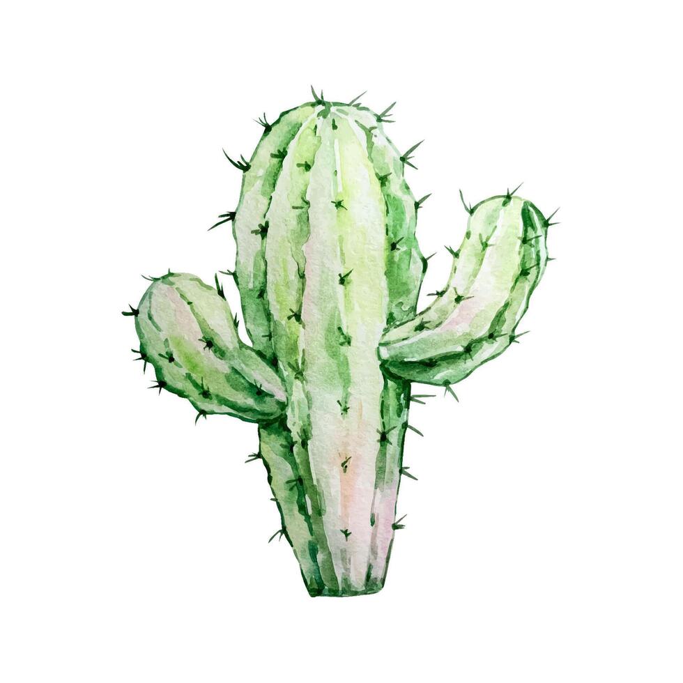 Watercolor cactus, desert mexican plants vector