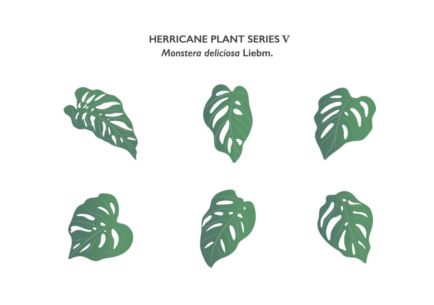 monstera hojas ornamento aislado en blanco antecedentes serie5 vector