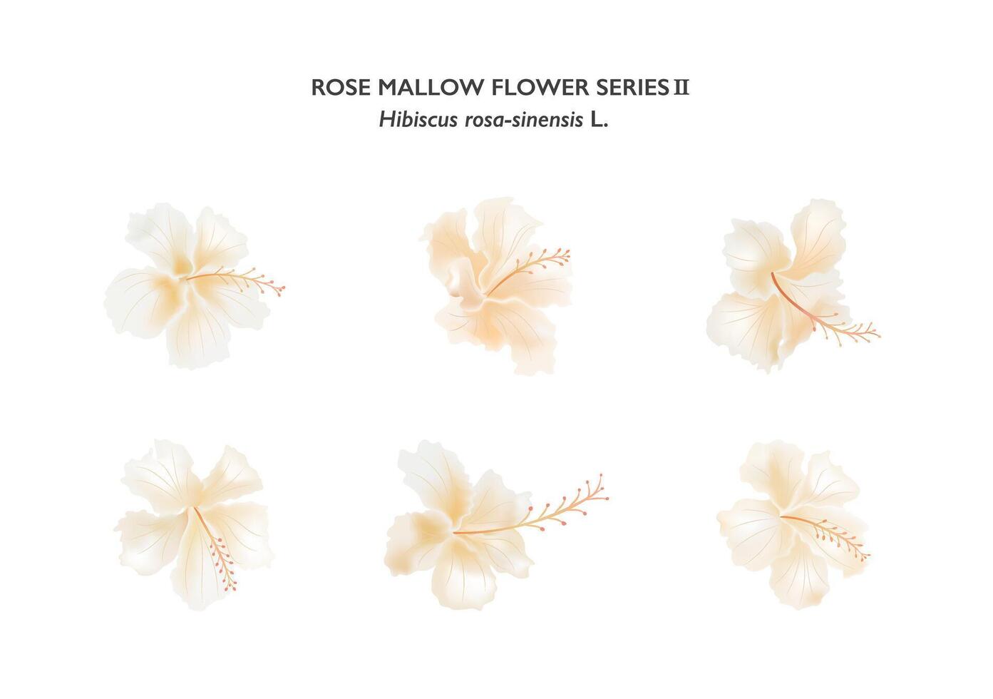 light pink rose mallow flower isolate on background series05 vector