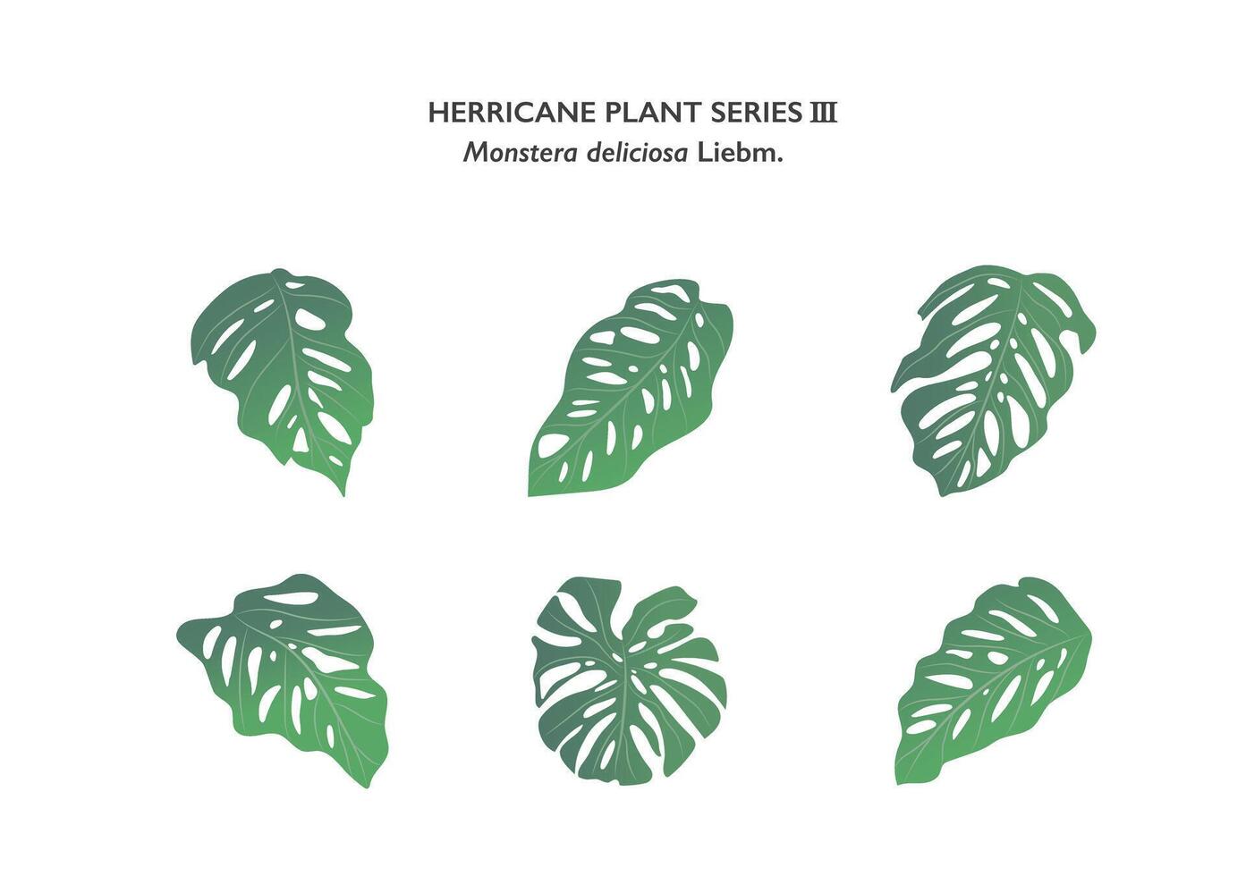 monstera hojas ornamento aislado en blanco antecedentes serie2 vector