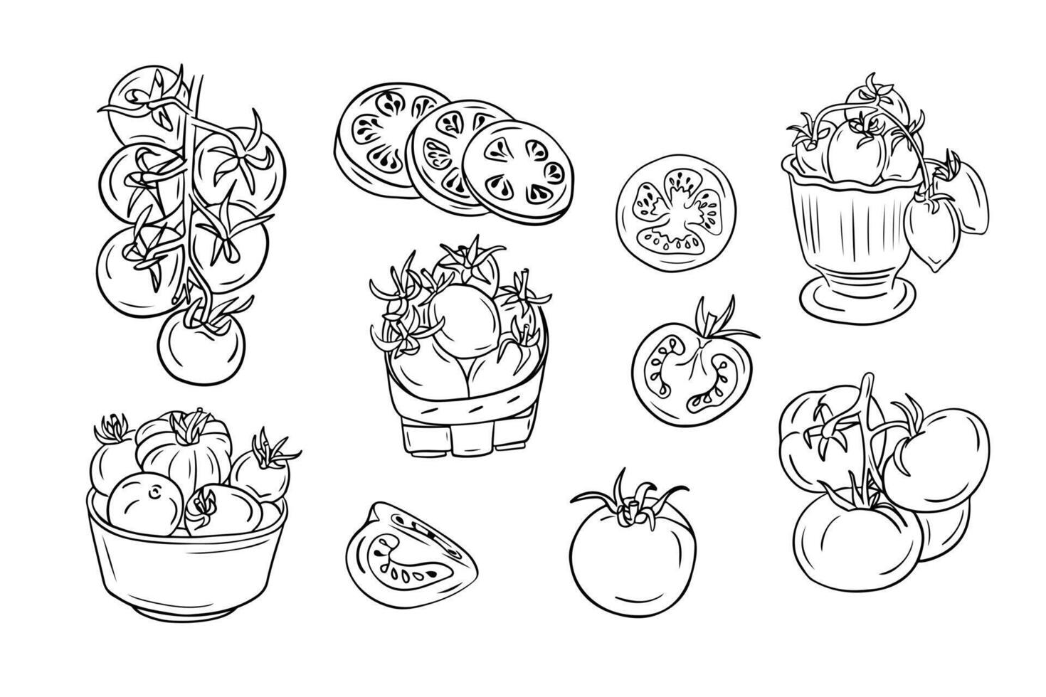 Big set of contour sketchy drawings of tomatoes. Black outline doodles isolated on white background. Vegan friendly concept. Ideal for coloring pages, tattoo, pattern vector