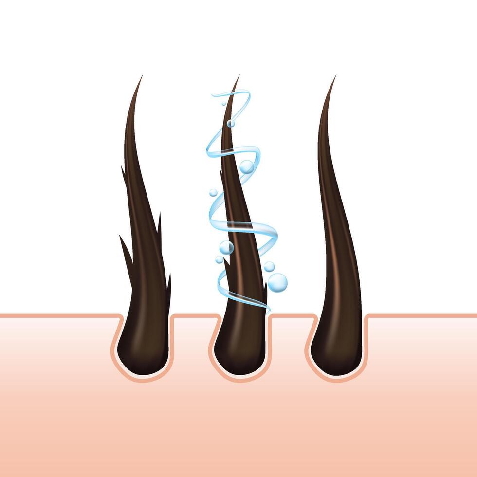 hair and follicles, representing aspects of hair care, dermatology, and health. Covering topics like hair loss, treatment, and protection. Shampoo advertising vector
