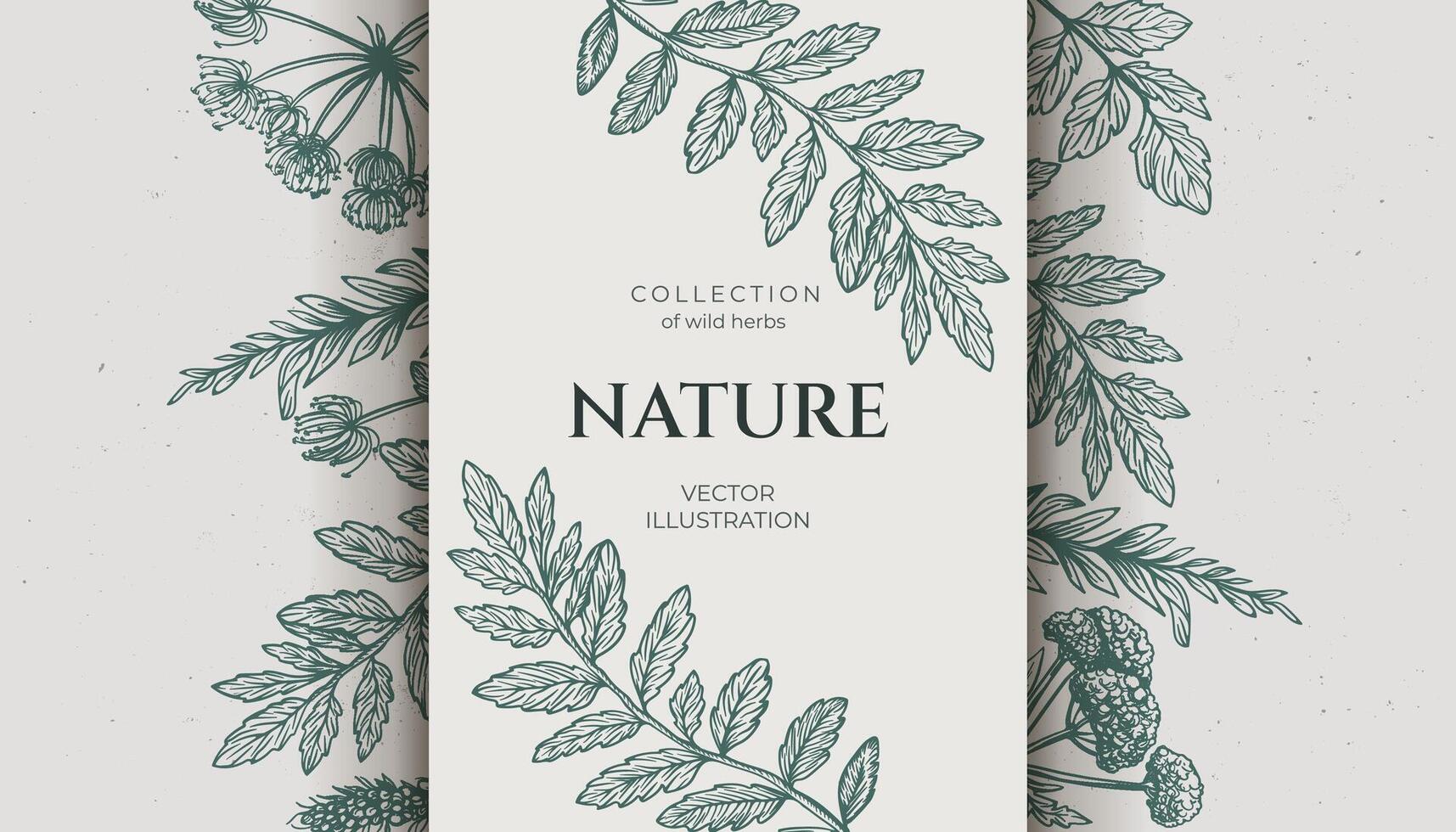 Background various wild herbs with a grunge background, space for text. Hand drawn in pencil style, featuring wild weeds. Vintage vibe banner. vector