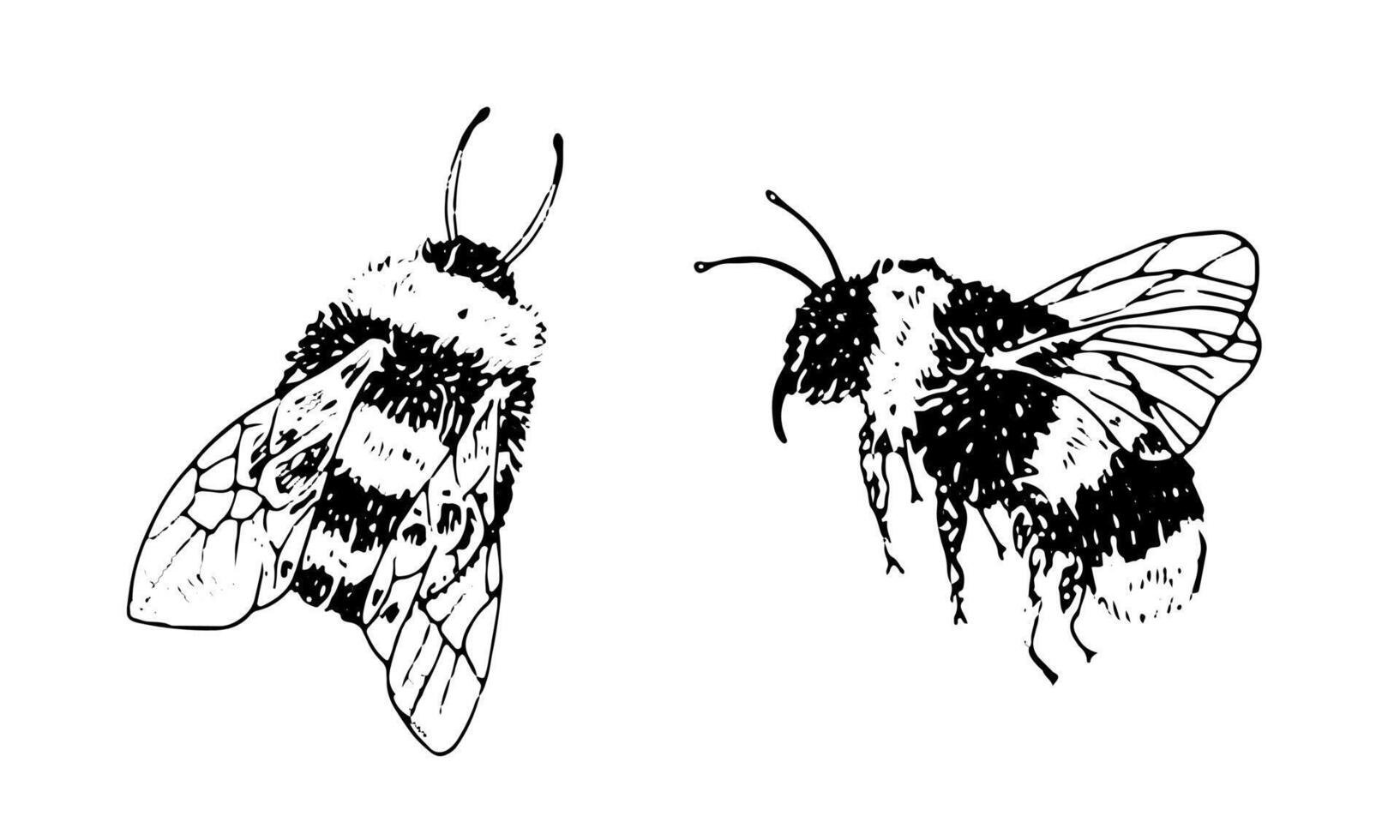 trastabillar abeja colocar. negro línea Arte dibujo de abeja contorno ilustración de insectos mano dibujado Clásico clipart. lineal bosquejo en aislado blanco antecedentes. para logo diseño vector