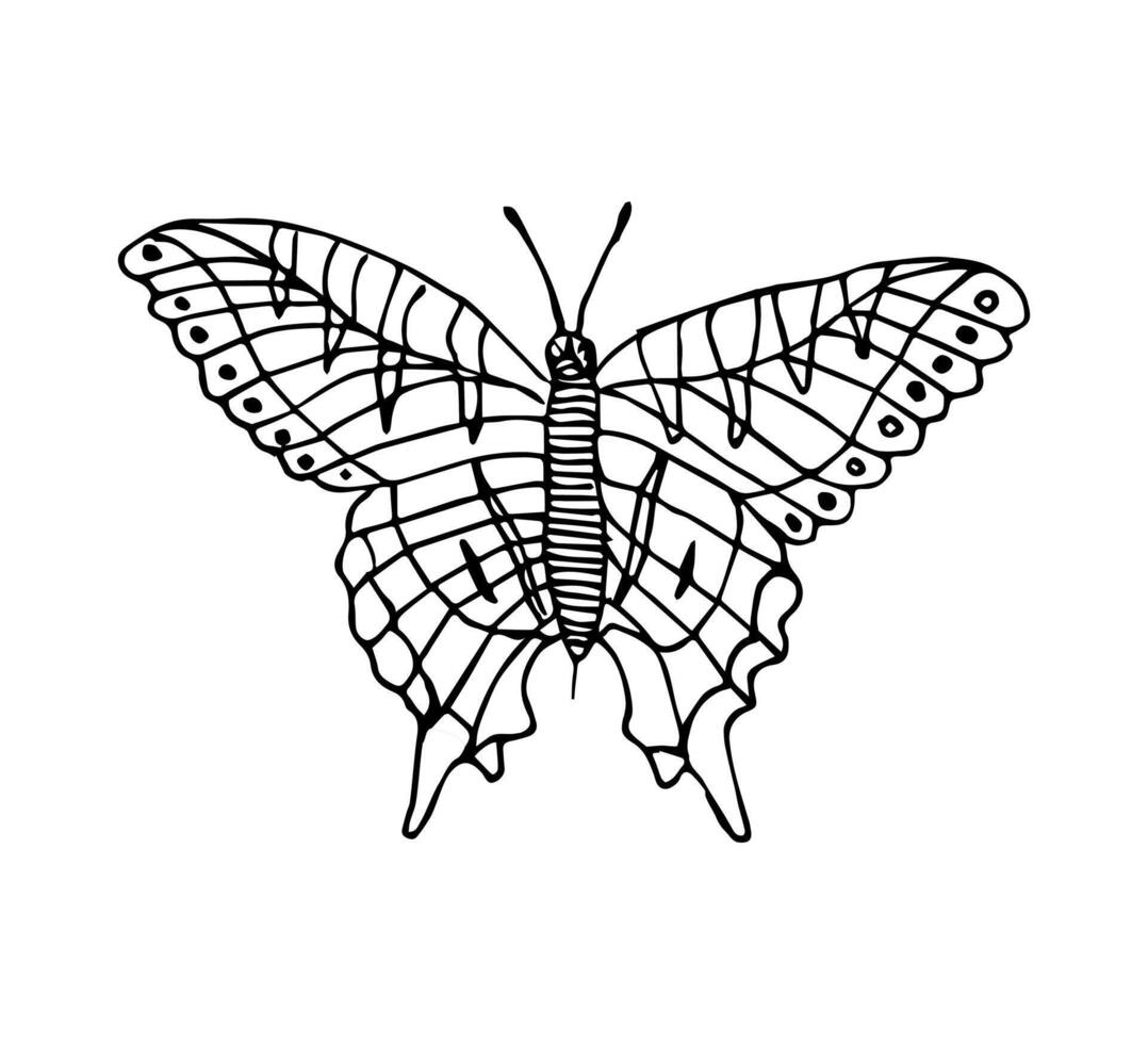 hand drawn doodle sketch butterfly vector