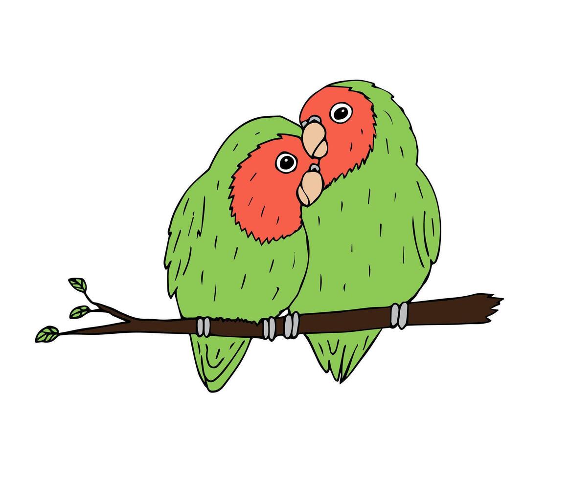 hand drawn lovebirds parrots pair vector