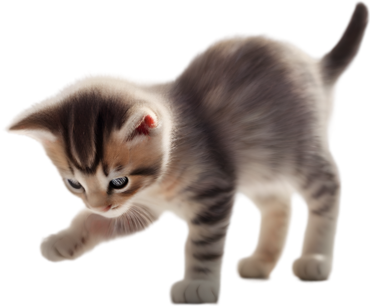Close-up painting of a cute kitten. Ai Generate png