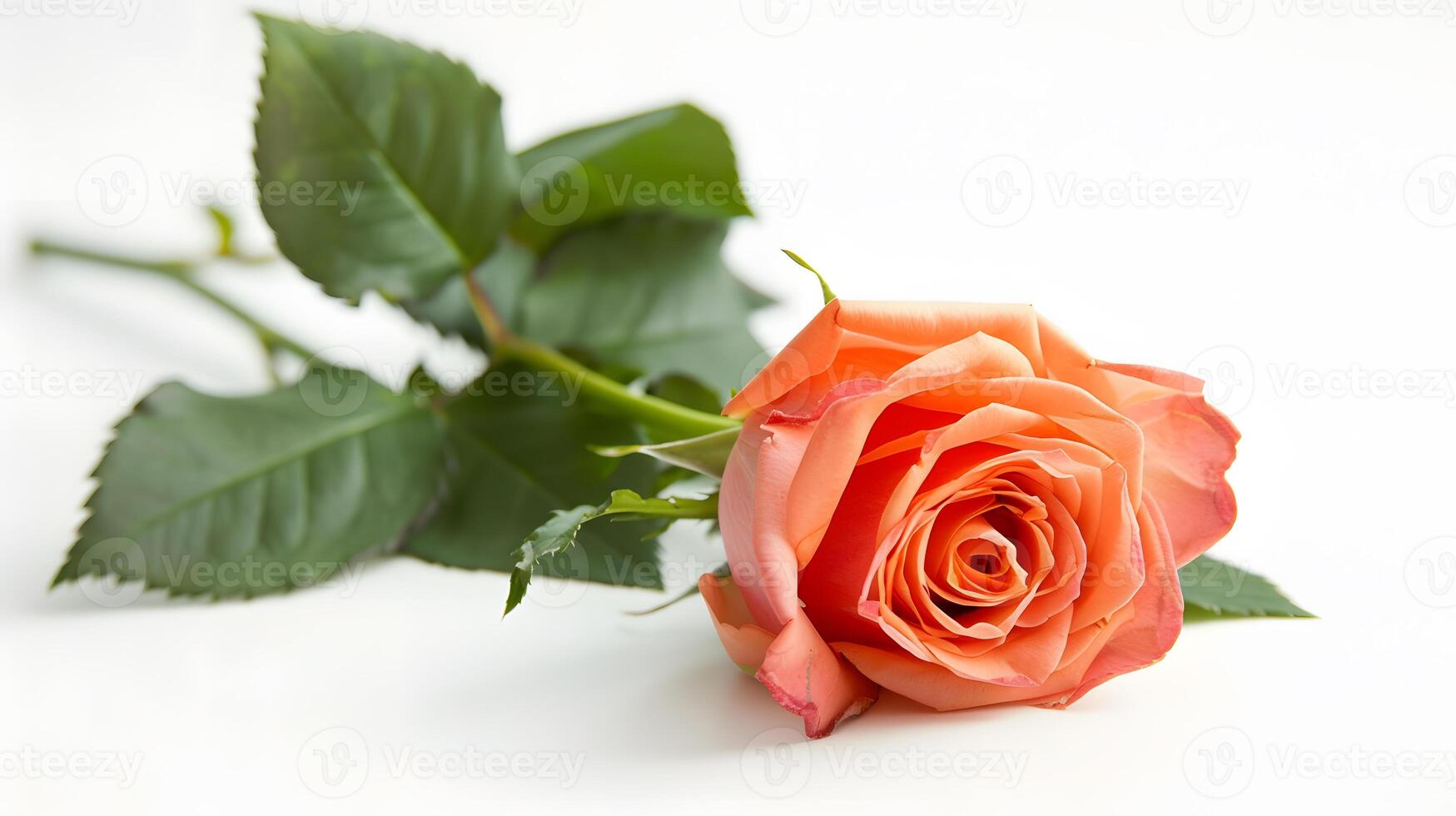 rose isolated on the white background photo