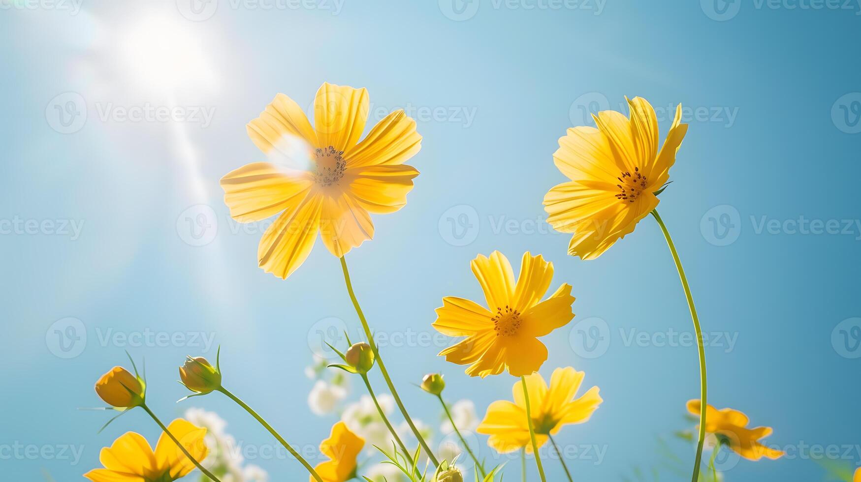 yellow flower cosmos bloom with sunshine and blue sky background , photo