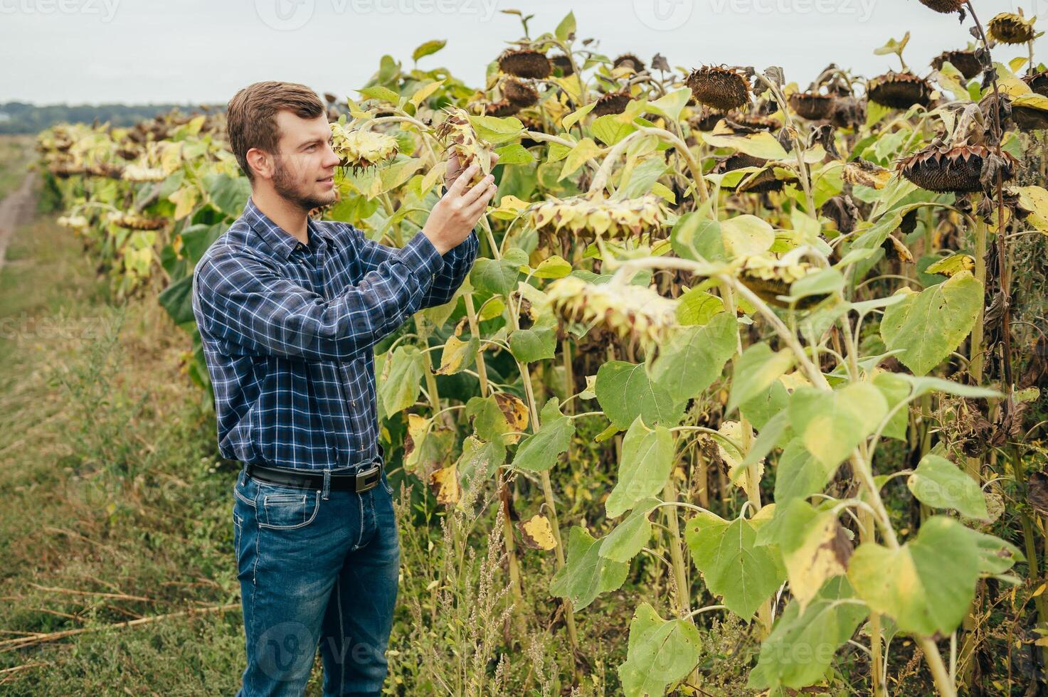 Agronomist holds tablet touch pad computer in the sunflower field and examining crops before harvesting. Agribusiness concept. agricultural engineer standing in a sunflower field with a tablet. photo