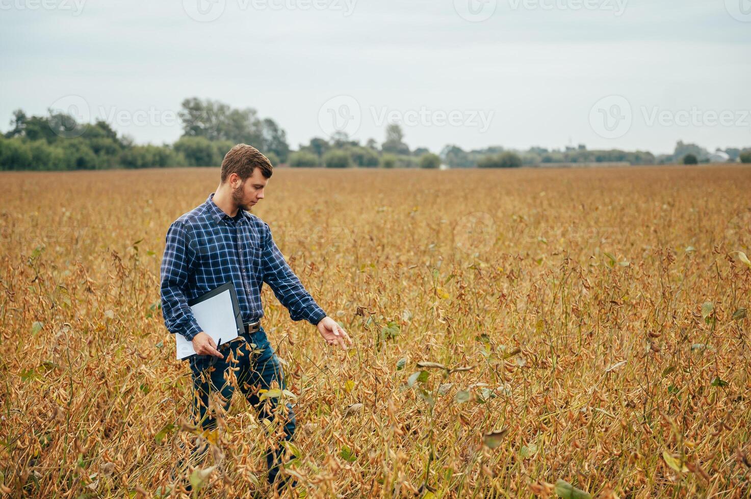 Agronomist holds tablet touch pad computer in the soy field and examining crops before harvesting. Agribusiness concept. agricultural engineer standing in a soy field with a tablet. photo