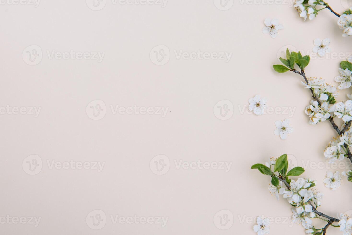 photo of spring white cherry blossom tree on pastel background. View from above, flat lay, copy space. Spring and summer background.