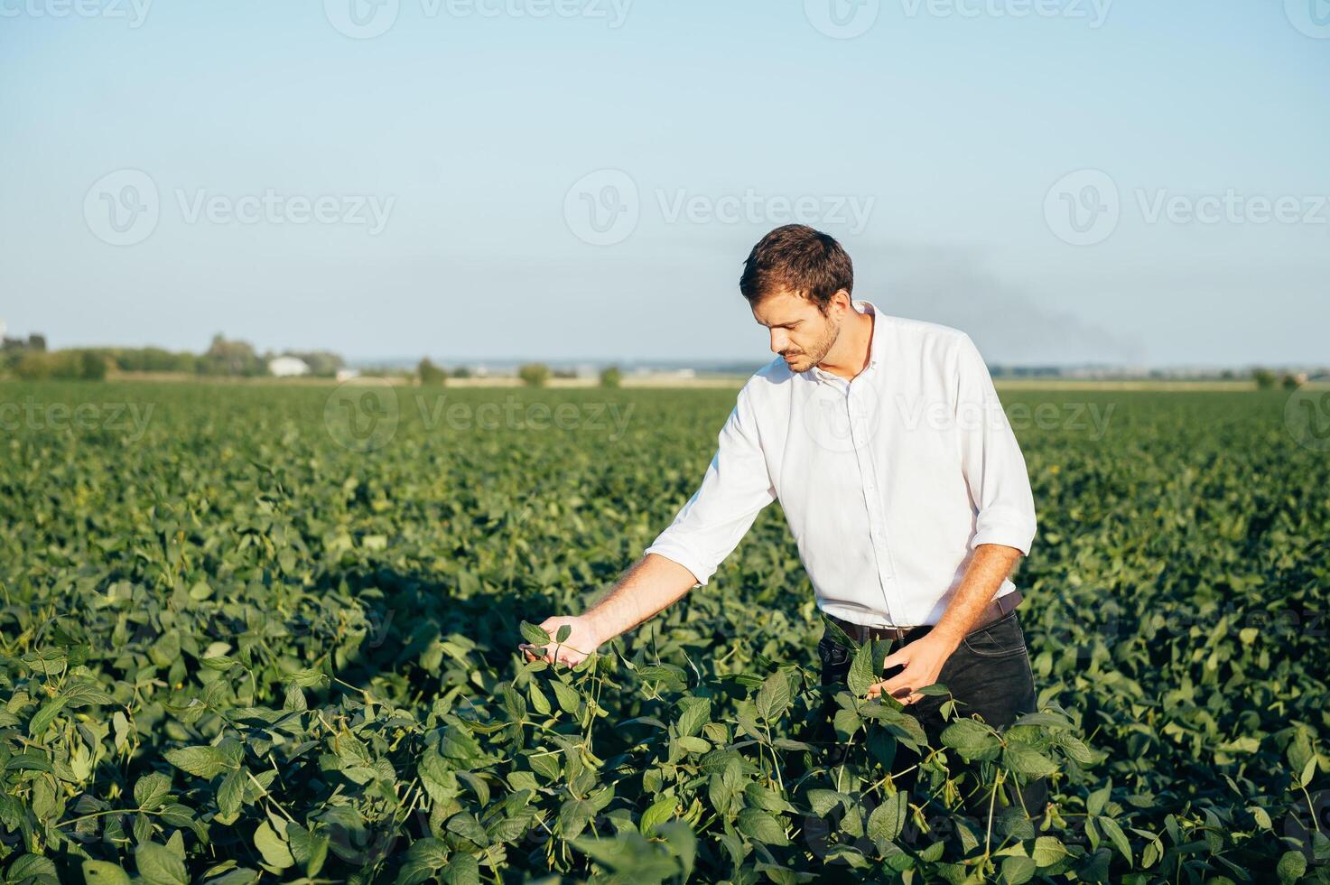 Agronomist holds tablet touch pad computer in the soy field and examining crops before harvesting. Agribusiness concept. agricultural engineer standing in a soy field with a tablet in summer. photo