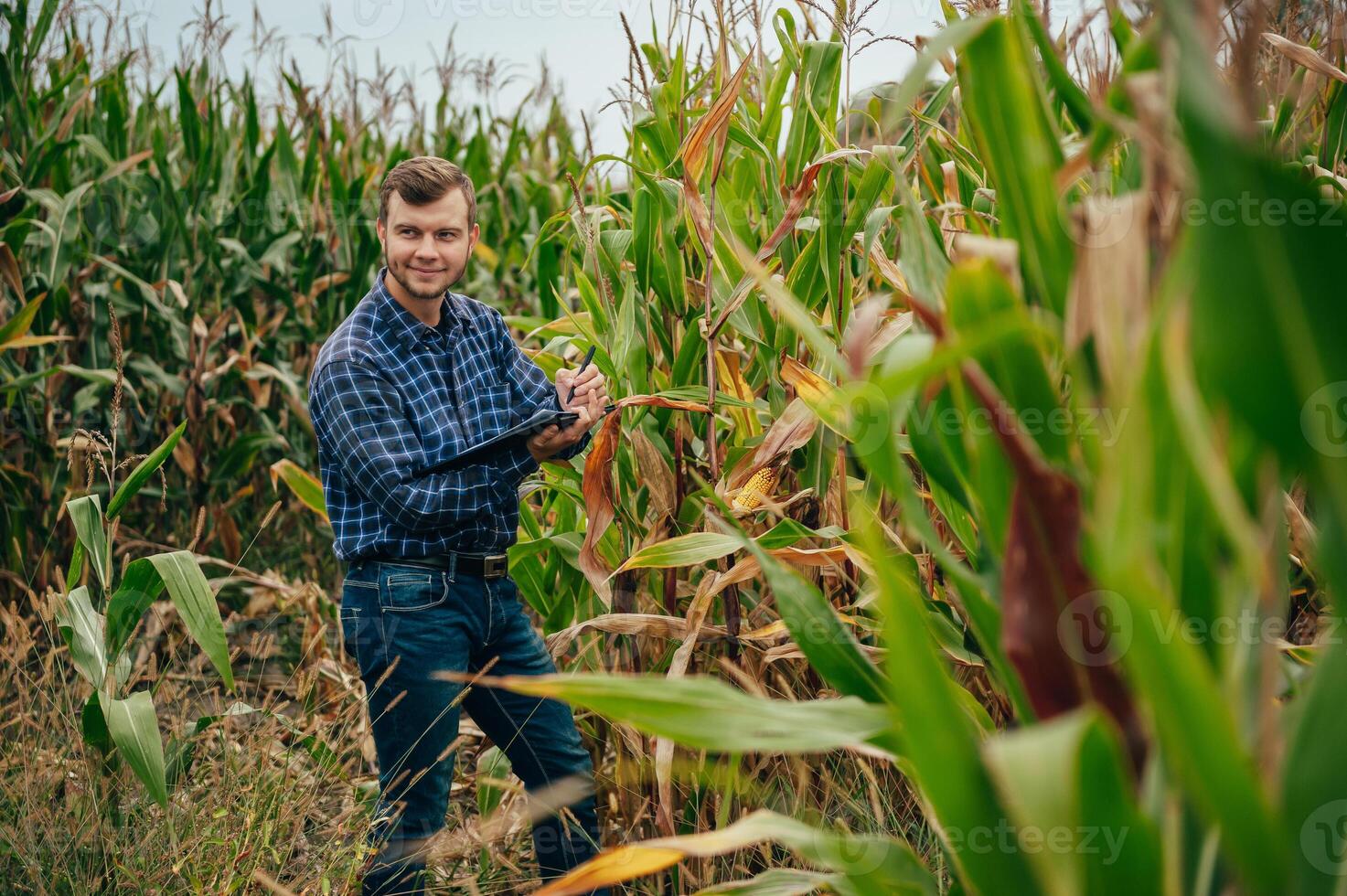 Agronomist holds tablet touch pad computer in the corn field and examining crops before harvesting. Agribusiness concept. agricultural engineer standing in a corn field with a tablet. photo