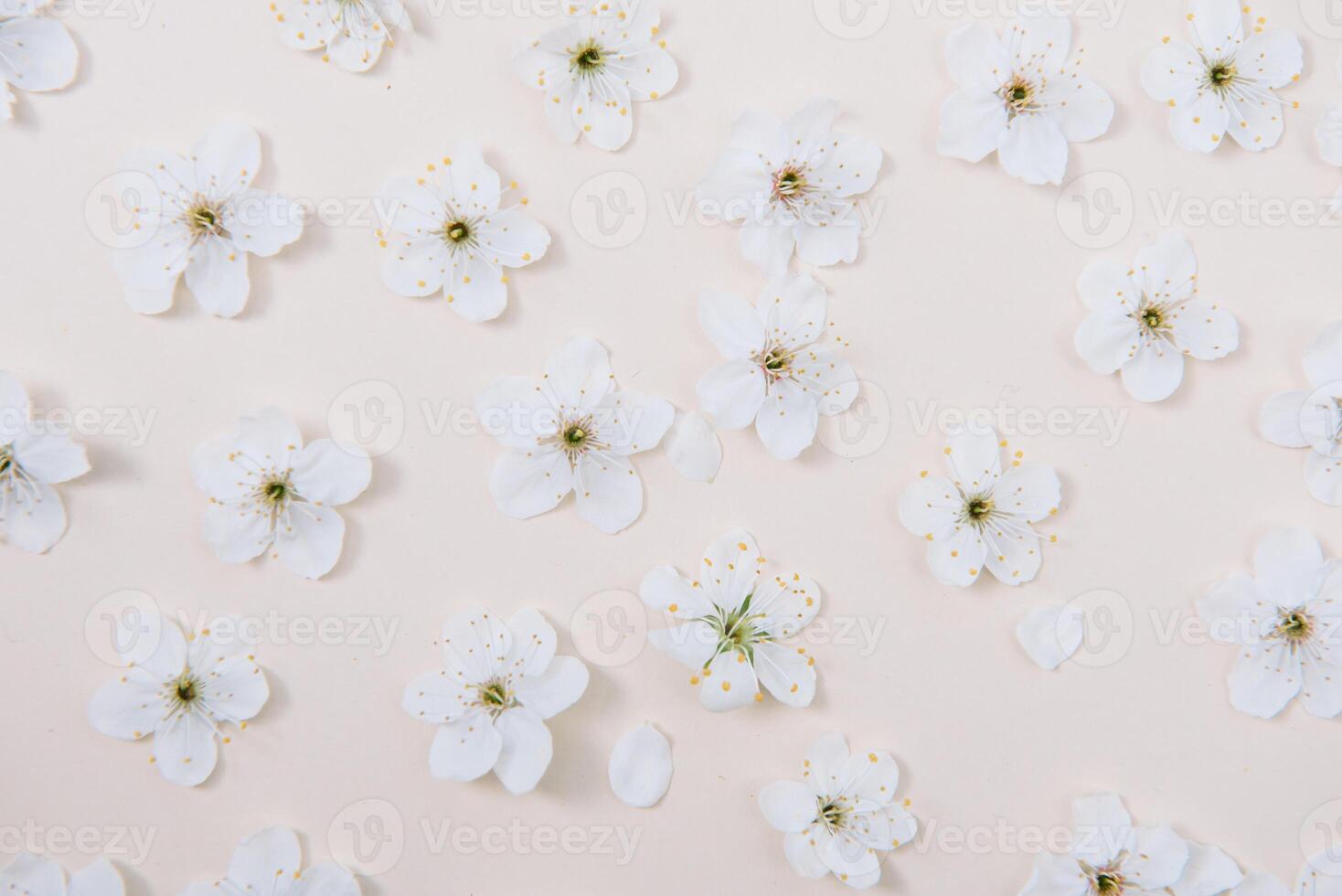 White pastel spring flower on color background . Cherry blossom flower illustration. spring and summer background. Top view. photo