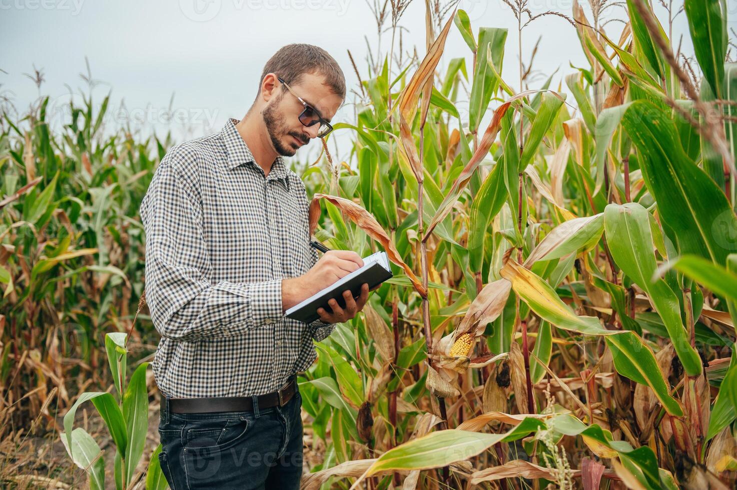 agrónomo sostiene tableta toque almohadilla computadora en el maíz campo y examinando cultivos antes de cosecha. agronegocios concepto. agrícola ingeniero en pie en un maíz campo con un tableta. foto