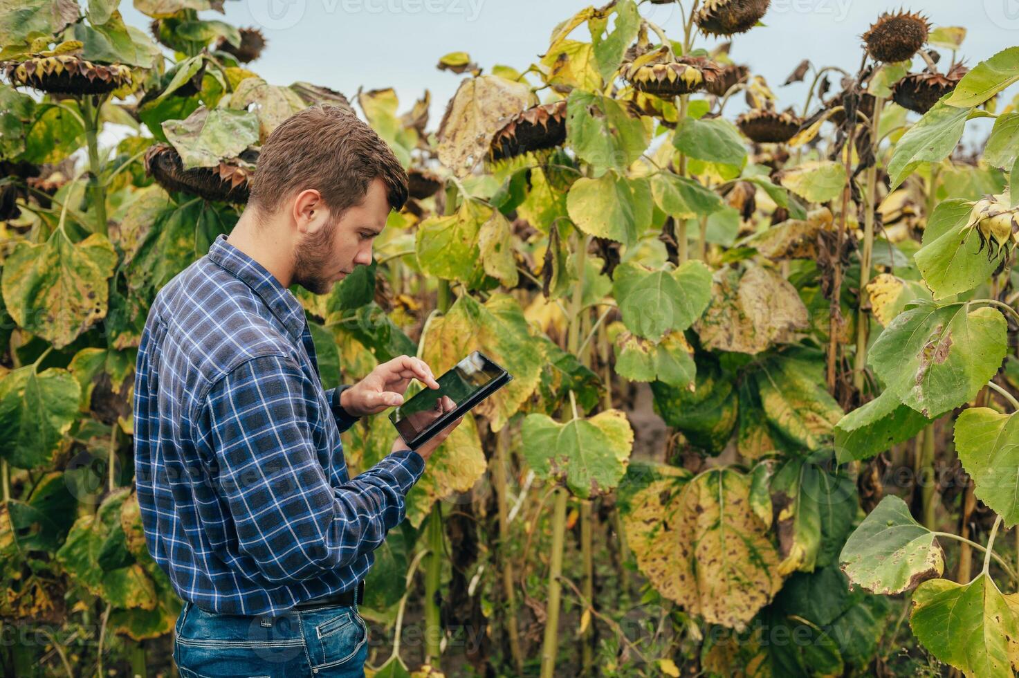 Agronomist holds tablet touch pad computer in the sunflower field and examining crops before harvesting. Agribusiness concept. agricultural engineer standing in a sunflower field with a tablet. photo