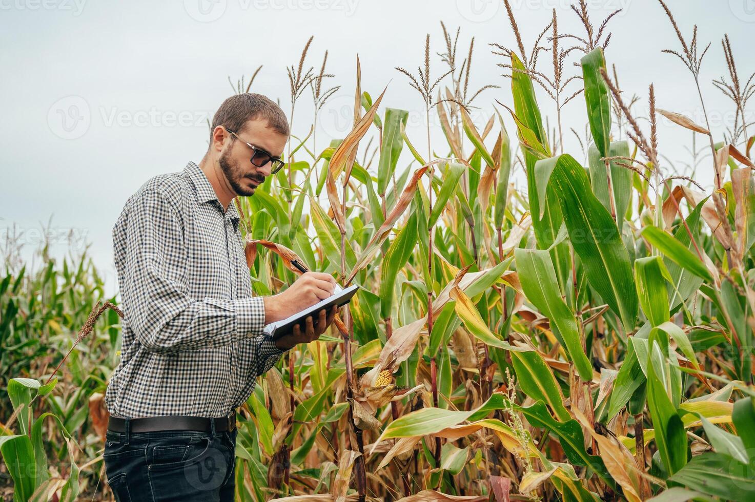 Agronomist holds tablet touch pad computer in the corn field and examining crops before harvesting. Agribusiness concept. agricultural engineer standing in a corn field with a tablet. photo