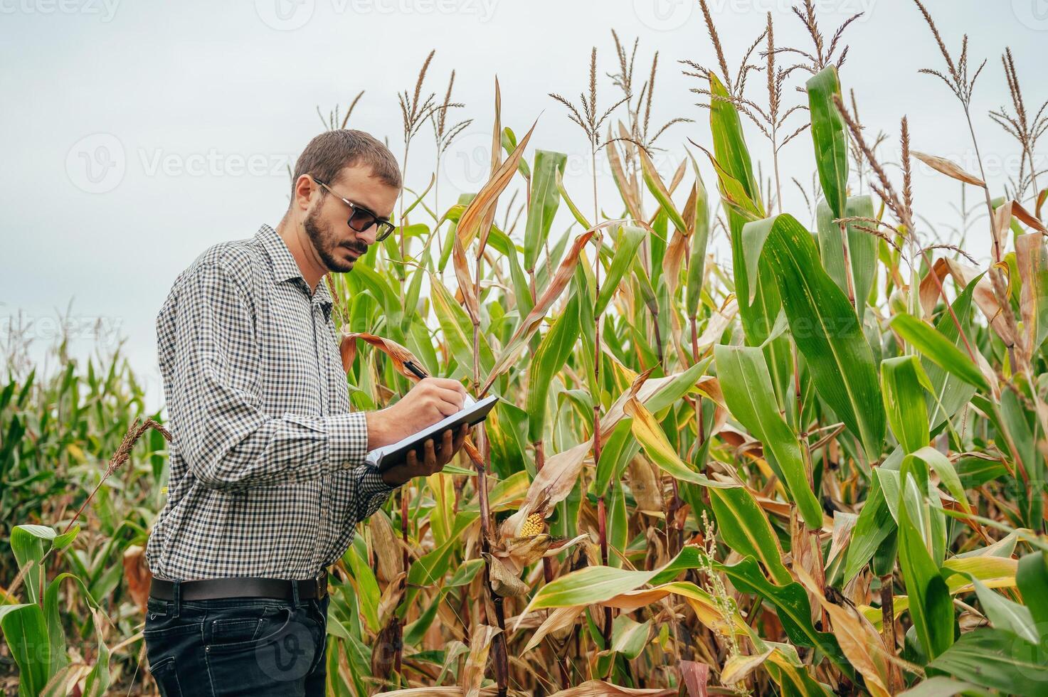 agrónomo sostiene tableta toque almohadilla computadora en el maíz campo y examinando cultivos antes de cosecha. agronegocios concepto. agrícola ingeniero en pie en un maíz campo con un tableta. foto